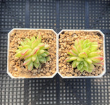 Echeveria dream queen S