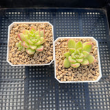 Echeveria dream queen S