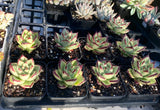 Echeveria ebony