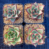 Echeveria ebony