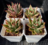 Echeveria Ebony x red agavoides 乌木杂红冬云 MELBOURNE SYDNEY ADELAIDE QUEENSLAND CANBERRA VICTORIA NSW QUEENSLAND SOUTH AUSTRALIA ACT SUCCULENT 多肉 墨尔本 维多利亚 澳洲 澳大利亚 悉尼 新南威尔士 阿德莱德 南澳 昆士兰 布里斯本 黄金海岸 多肉植物 堪培拉