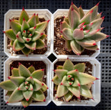 Echeveria Ebony x red agavoides 乌木杂红冬云 MELBOURNE SYDNEY ADELAIDE QUEENSLAND CANBERRA VICTORIA NSW QUEENSLAND SOUTH AUSTRALIA ACT SUCCULENT 多肉 墨尔本 维多利亚 澳洲 澳大利亚 悉尼 新南威尔士 阿德莱德 南澳 昆士兰 布里斯本 黄金海岸 多肉植物 堪培拉
