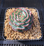 Echeveria el encino