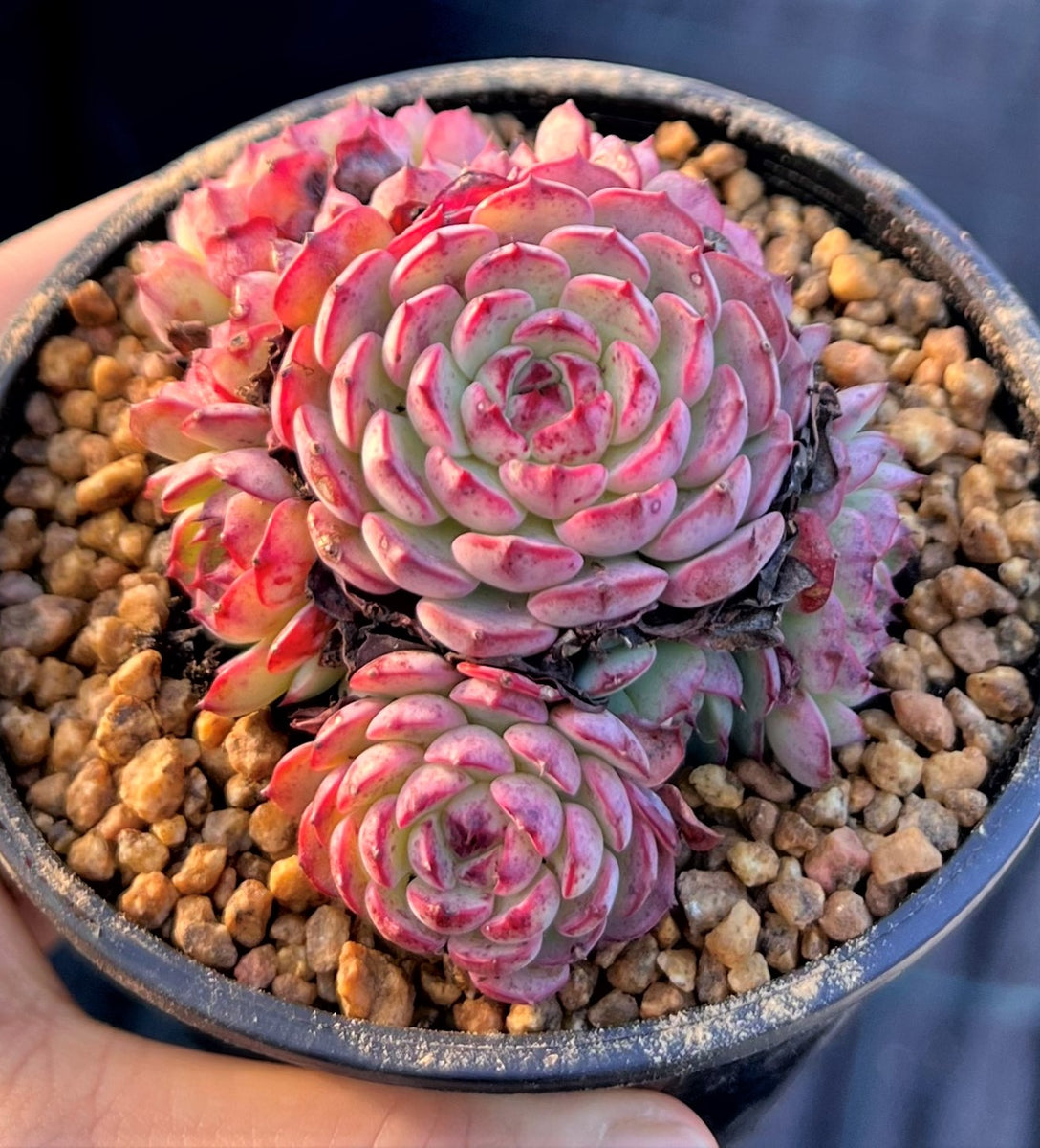 echeveria laulensis X紅蓮錦 超レア 多肉植物7CM容器抜き echeveria