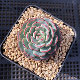 Echeveria el encino