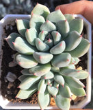 Echeveria Ellen