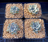 Echeveria Ellen