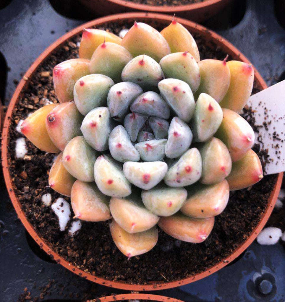 ellen succulent Echeveria Ellen – RNT SUCCULENTS