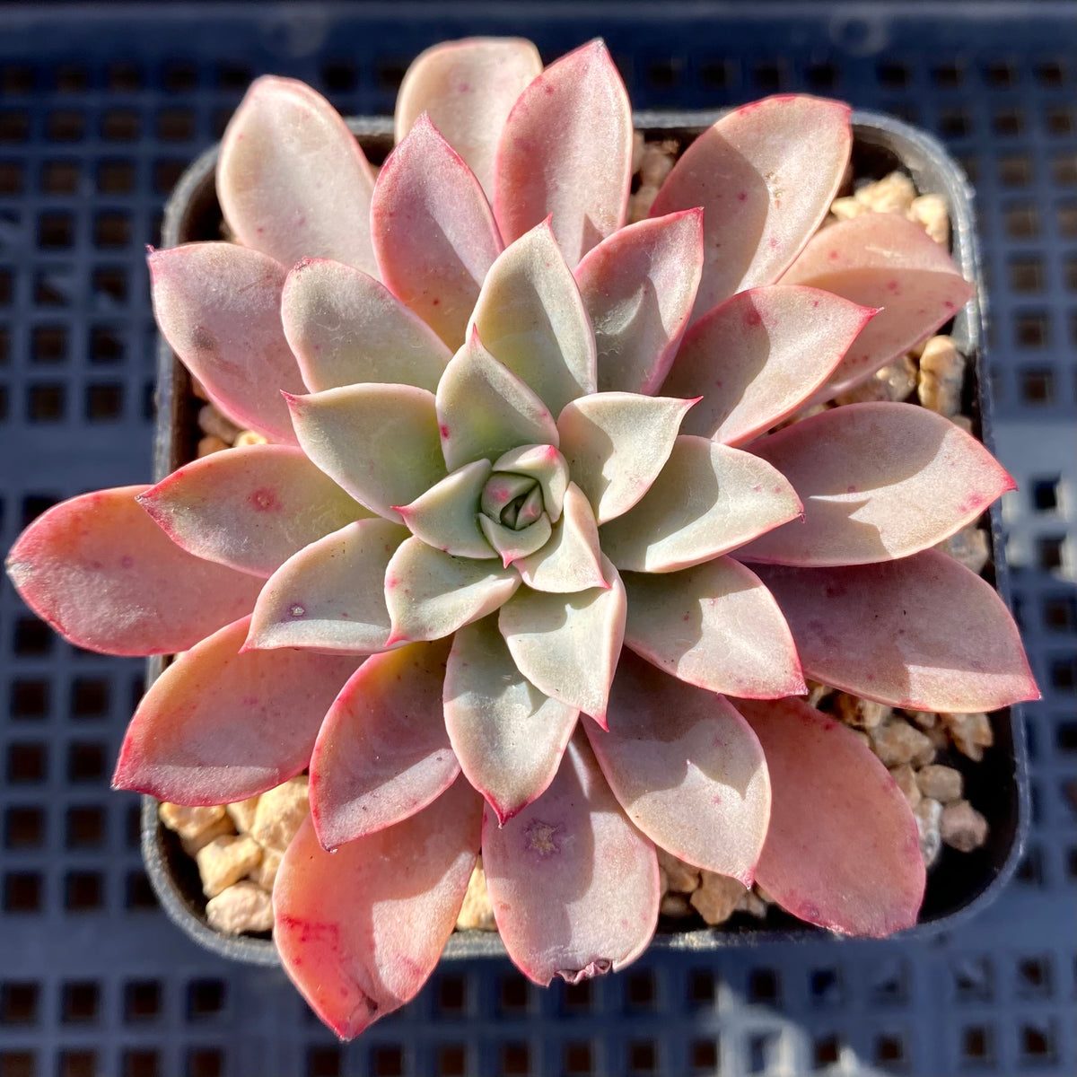 fantastic fountain succulent Echeveria fantastic fountain – RNT SUCCULENTS