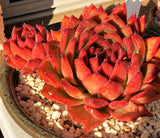 Echeveria agavoides frank reinelt MELBOURNE SYDNEY ADELAIDE QUEENSLAND CANBERRA VICTORIA NSW QUEENSLAND SOUTH AUSTRALIA ACT SUCCULENT 多肉 墨尔本 维多利亚 澳洲 澳大利亚 悉尼 新南威尔士 阿德莱德 南澳 昆士兰 布里斯本 黄金海岸 多肉植物 堪培拉