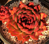 Echeveria agavoides frank reinelt MELBOURNE SYDNEY ADELAIDE QUEENSLAND CANBERRA VICTORIA NSW QUEENSLAND SOUTH AUSTRALIA ACT SUCCULENT 多肉 墨尔本 维多利亚 澳洲 澳大利亚 悉尼 新南威尔士 阿德莱德 南澳 昆士兰 布里斯本 黄金海岸 多肉植物 堪培拉