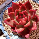 Echeveria agavoides frank reinelt