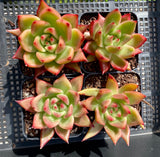 Echeveria agavoides frank reinelt