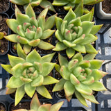 Echeveria agavoides frank reinelt