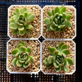Echeveria frank tc monstrose
