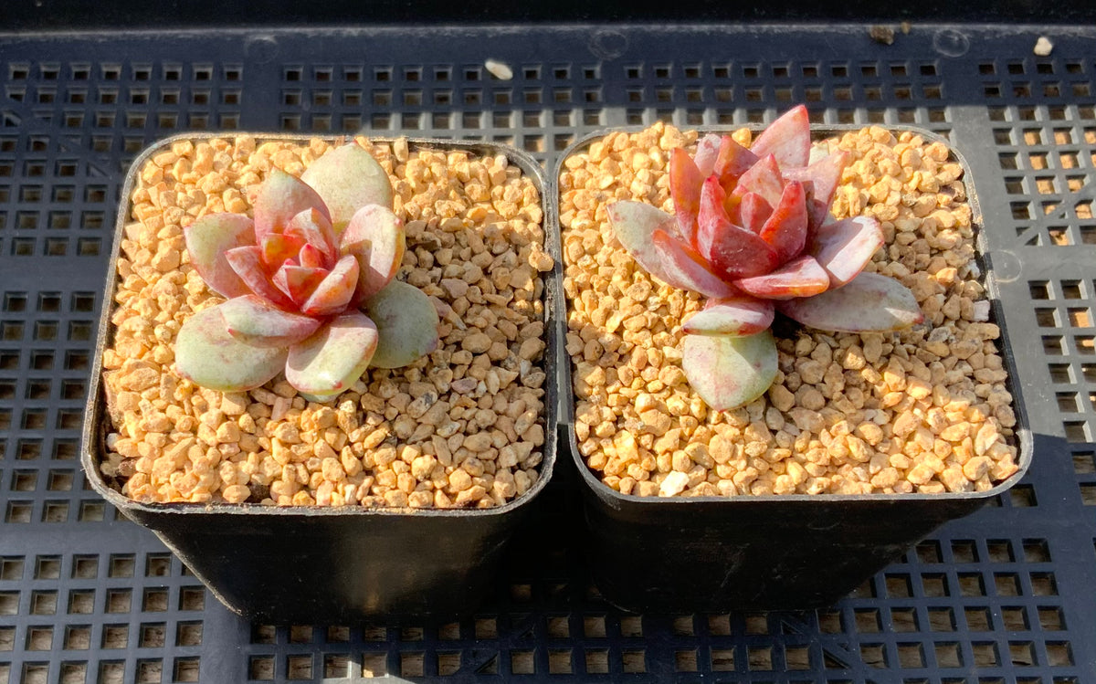 german champagne succulent Echeveria german champagne S – RNT SUCCULENTS