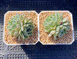 Echeveria heart choice