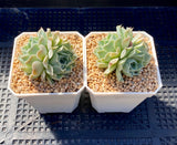 Echeveria heart choice