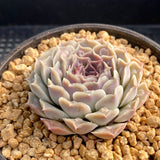 Echeveria heart choice