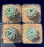 Echeveria heart choice