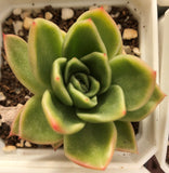 Echeveria gilva crest