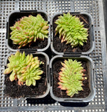 Echeveria gilva crest