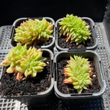 Echeveria gilva crest