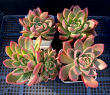 Echeveria gilva red