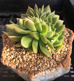 Echeveria gilva crest