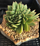 Echeveria gilva crest