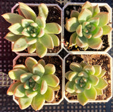 Echeveria girl talk