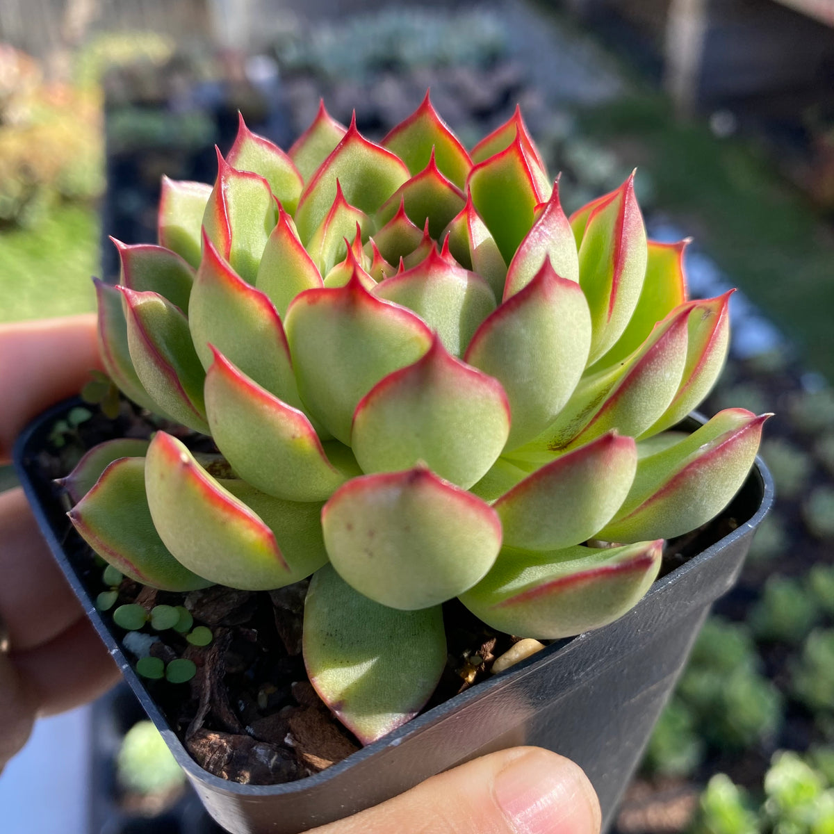 Rare Echeveria 'Giselle' 4 Heads Korean imported Succulent 2024 / 吉赛尔