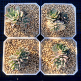 Echeveria green emerald variegata