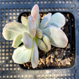 Echeveria hakuhou x lindsayana monstrose