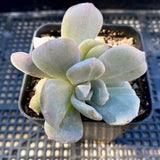 Echeveria hakuhou x lindsayana monstrose