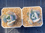 Echeveria hakuhou x lindsayana monstrose