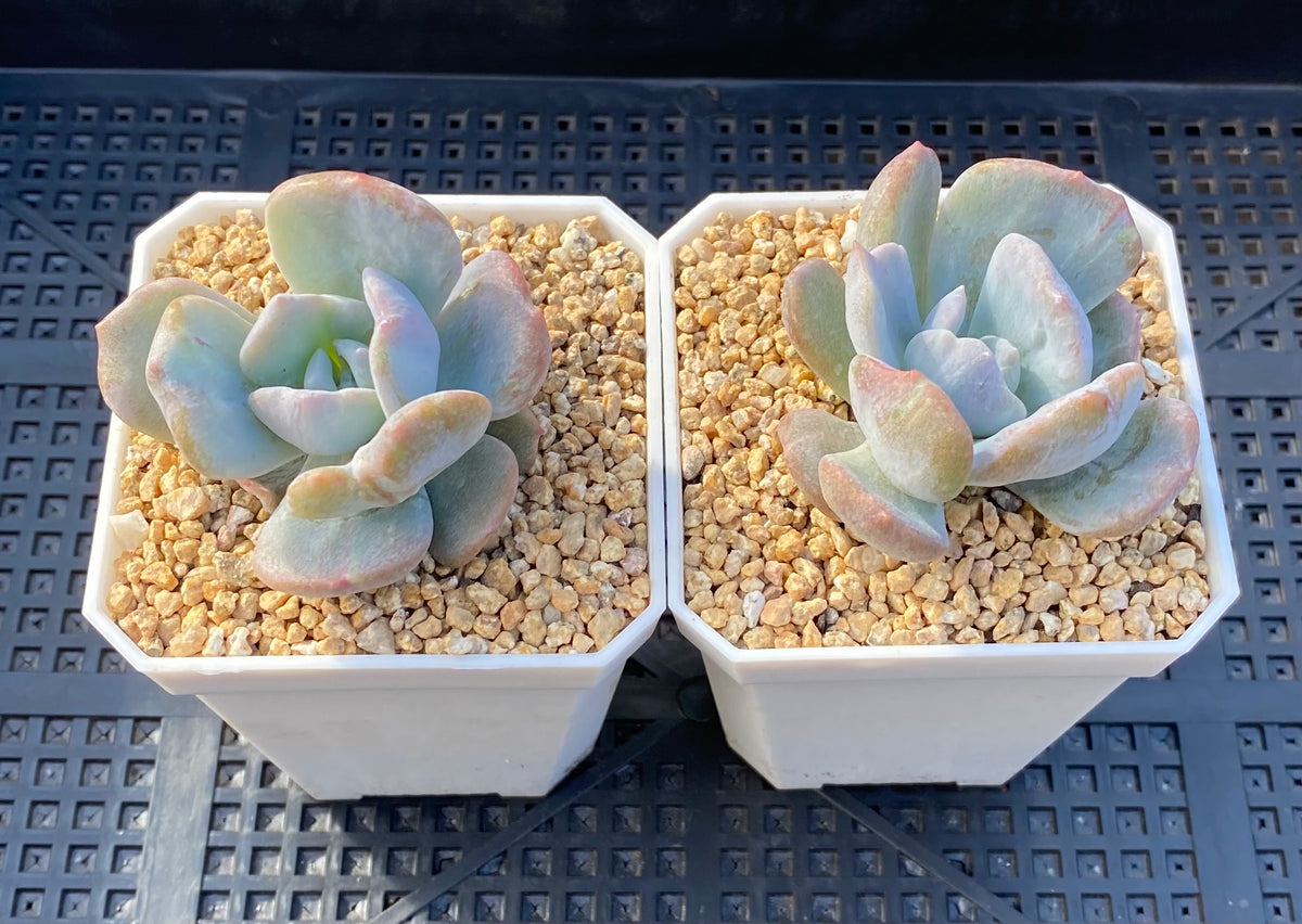 Echeveria hakuhou x lindsayana monstrose