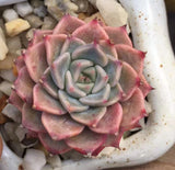 Echeveria halbingeri