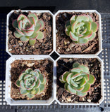 Echeveria haru urara
