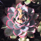 Echeveria haru urara 春丽 MELBOURNE SYDNEY ADELAIDE QUEENSLAND CANBERRA VICTORIA NSW QUEENSLAND SOUTH AUSTRALIA ACT SUCCULENT 多肉 墨尔本 维多利亚 澳洲 澳大利亚 悉尼 新南威尔士 阿德莱德 南澳 昆士兰 布里斯本 黄金海岸 多肉植物 堪培拉