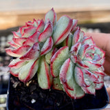 Echeveria haru urara monstrose