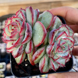 Echeveria haru urara monstrose