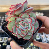 Echeveria haru urara monstrose