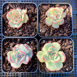 Echeveria haru urara monstrose