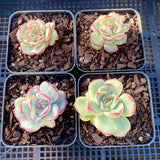 Echeveria haru urara monstrose