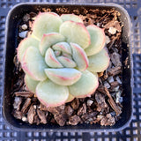 Echeveria haru urara monstrose