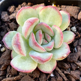 Echeveria haru urara monstrose