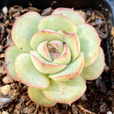 MELBOURNE SYDNEY ADELAIDE QUEENSLAND CANBERRA VICTORIA NSW QUEENSLAND SOUTH AUSTRALIA ACT SUCCULENT 多肉 墨尔本 维多利亚 澳洲 澳大利亚 悉尼 新南威尔士 阿德莱德 南澳 昆士兰 布里斯本 黄金海岸 多肉植物 堪培拉 Echeveria haru urara monstrose 春丽石化