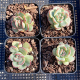 Echeveria haru urara monstrose