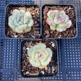 Echeveria haru urara monstrose